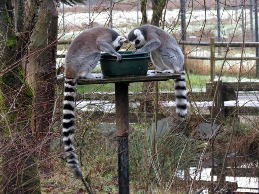 We'd never seen the lemur's at the zoo before!