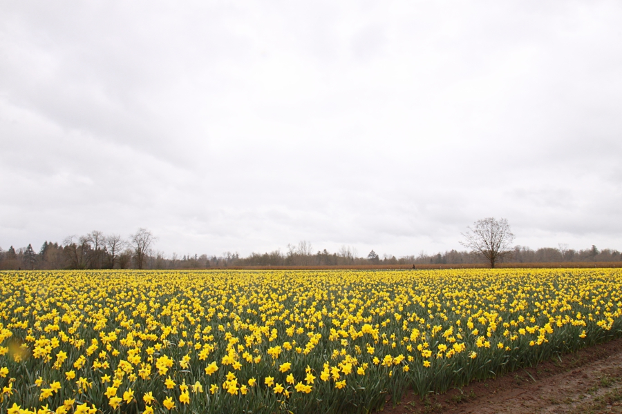 daffodils_12