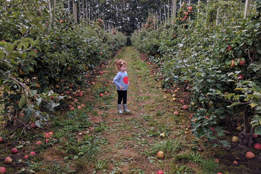 Willow View Farms u-pick apple orchard