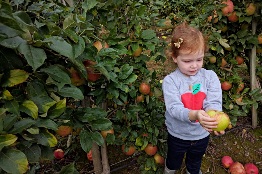 Willow View Farms u-pick apple orchard