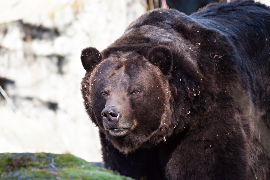 Family Day: Woodland Park Zoo, a close up portrait of a brown bear