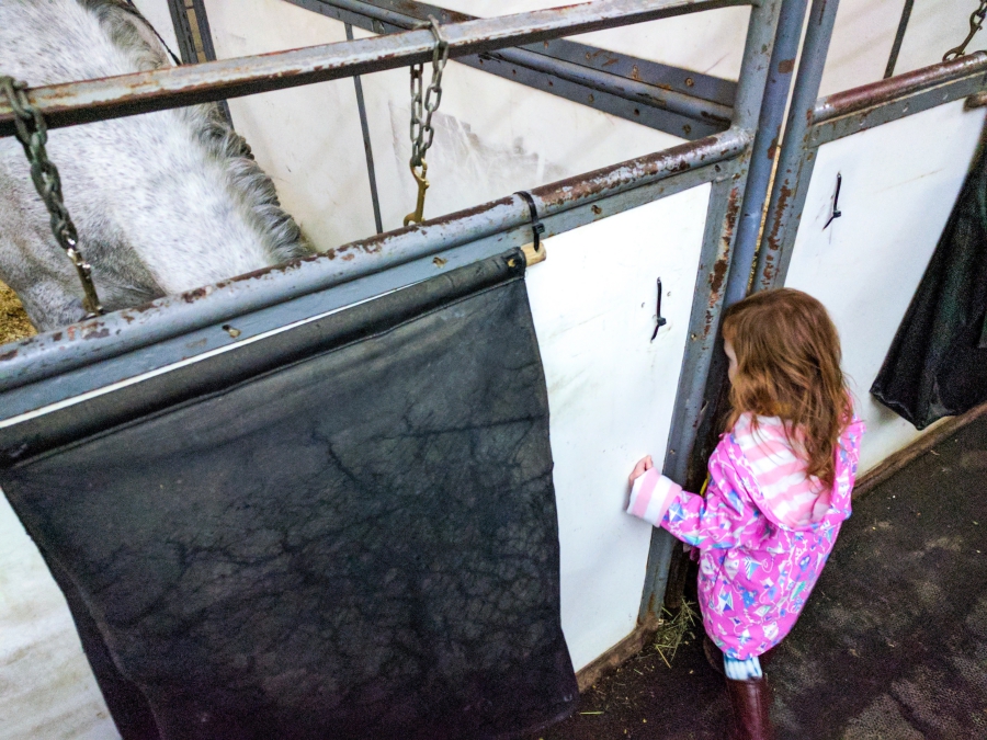 Cavalia Odysseo in Vancouver, preschooler during VIP experience meeting all the horses in the stable after