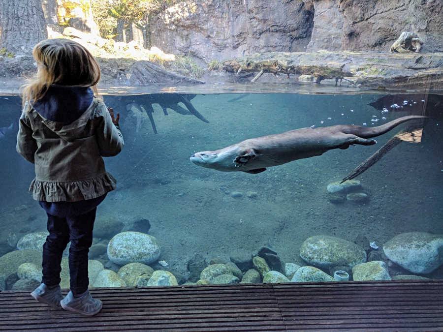 Family Day: Woodland Park Zoo, photobombed by a river otter