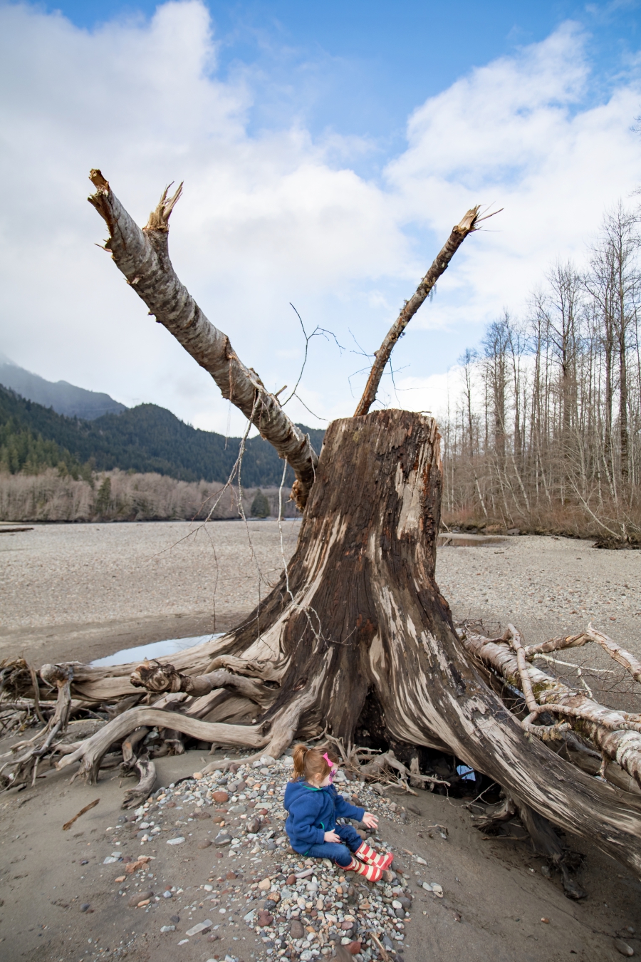 Squamish River Estuary, preschooler sitting beside a large stump