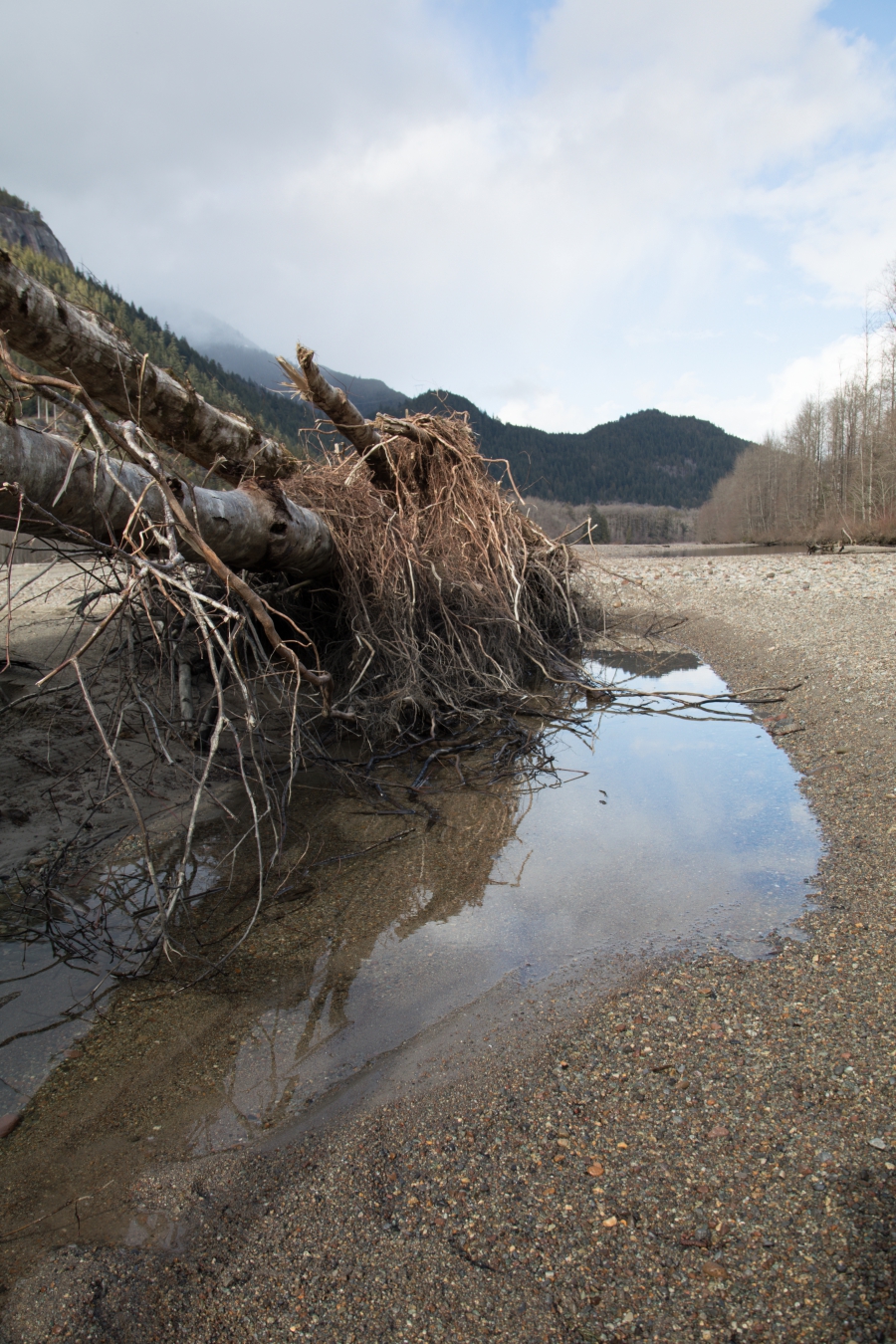 Squamish River Estuary, fallen tree