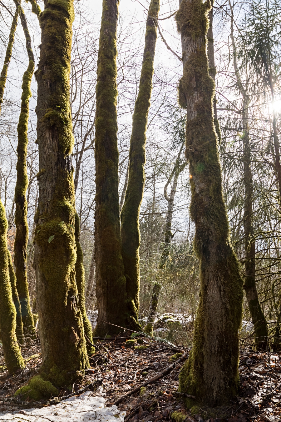 Squamish River Estuary, moss covered trees in forest