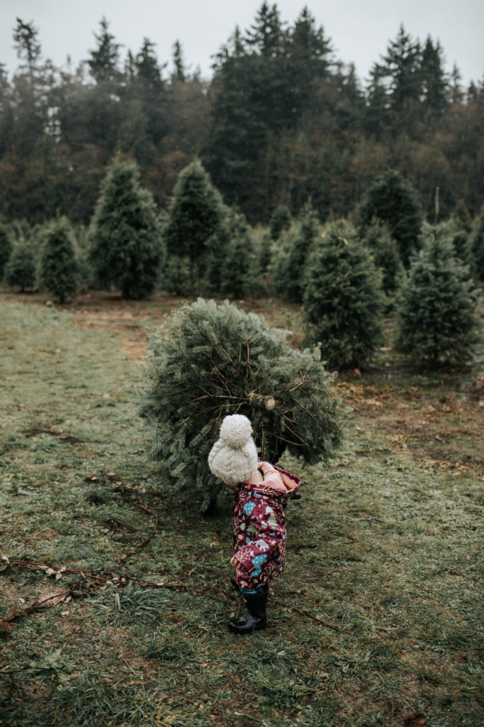 Finding a Christmas tree in Raincouver, searching for a Christmas tree, cutting down a Christmas tree, Fernridge Christmas Tree Forest, Vancouver, Langley, Tree Farm