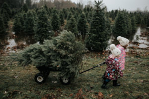 getting a Christmas tree in Raincouver, Vancouver, Langley, Fernridge Christmas Tree Forest, getting a Christmas tree, real Christmas tree